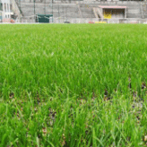 GrassMax_stitching_05